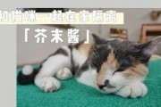 娱乐吃瓜酱布丁是只喵,揭秘网红喵星人的魅力人生